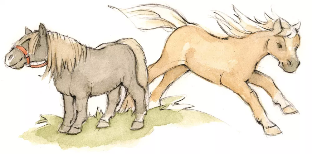 Reiten und Kutschfahrten am Thomahof Ponys und Pferde aus der Nähe erleben